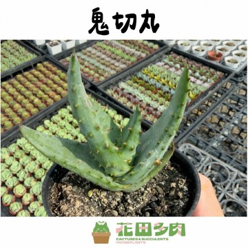 《花田多肉》🌵【鬼切丸】 3吋盆 多肉植物/蘆薈/硬葉/戶外植物