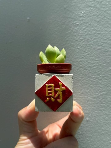 財 紅通通!!新年磁鐵盆栽 送多肉