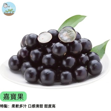 【台灣現貨】嘉寶果種子 樹葡萄 自家採收樂趣 陽台庭院盆栽 四季常綠 可造景 果中黑金 約10粒裝