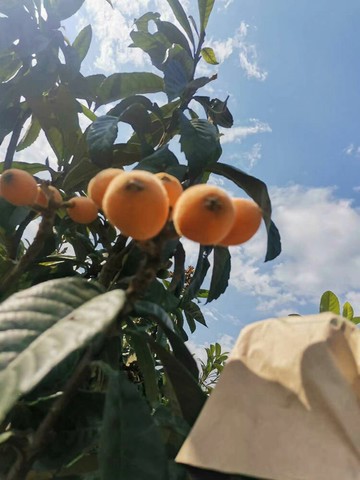 防蟲袋 水果套袋 枇杷套袋專用袋紙露天防雨防蟲防病害防鳥水果套袋大五星枇杷袋子