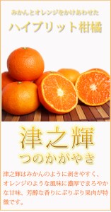 津之輝(つのかがやき)　5kg　※2024年2月上旬頃～2月下旬頃に順次発送予定(お届け日指定不可)