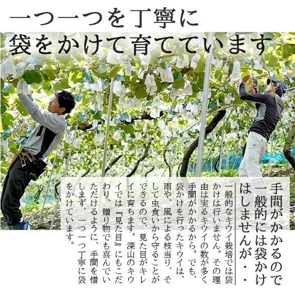 キウイ フルーツ 讃緑 1.5kg 国産 香川 さんりょく 果物 キュウイ 通販 深山のキウイ