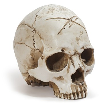 ??快速出貨?? 附發票 樹脂骷顱頭模型教學用品骷髏頭動物骨骼頭骨萬圣節道具化裝舞會