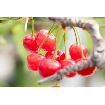 ふるさと納税 山形県 紅秀峰 約500g L バラ