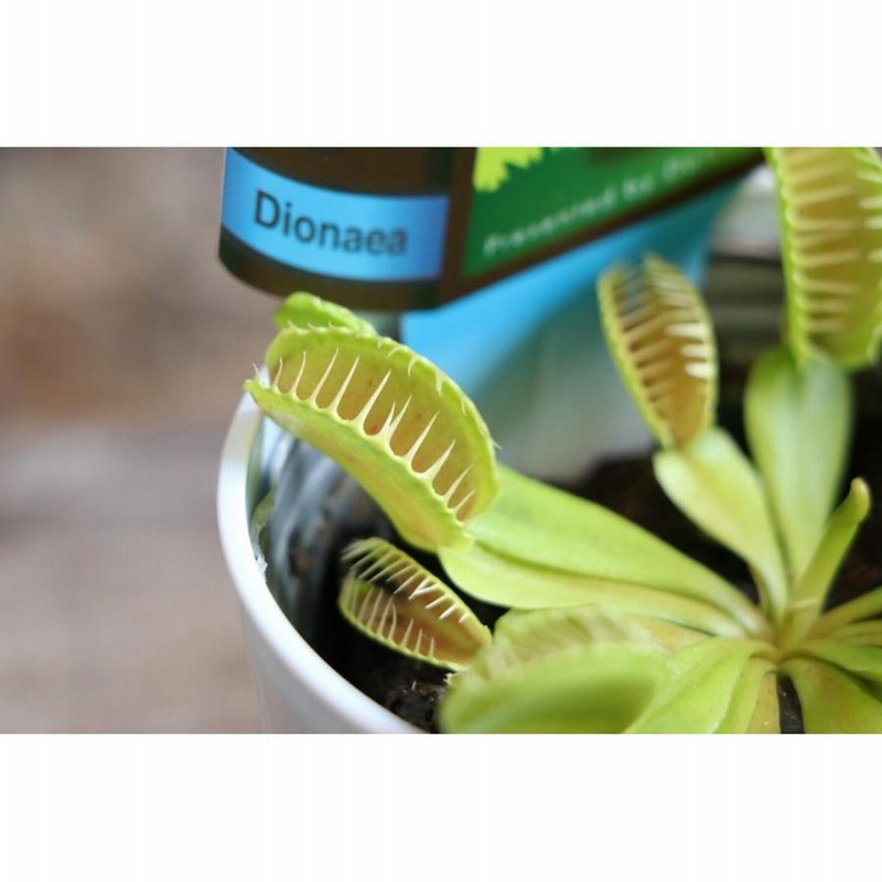 ロ*ス様 ラスト1台　600×300×300食虫植物・観葉植物・昆虫・爬虫類の飼 r400