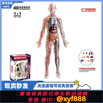 {可打統編 保固一年}4D MASTER拼裝玩具1:6全身透明人內臟器官解剖醫學人體結構模型