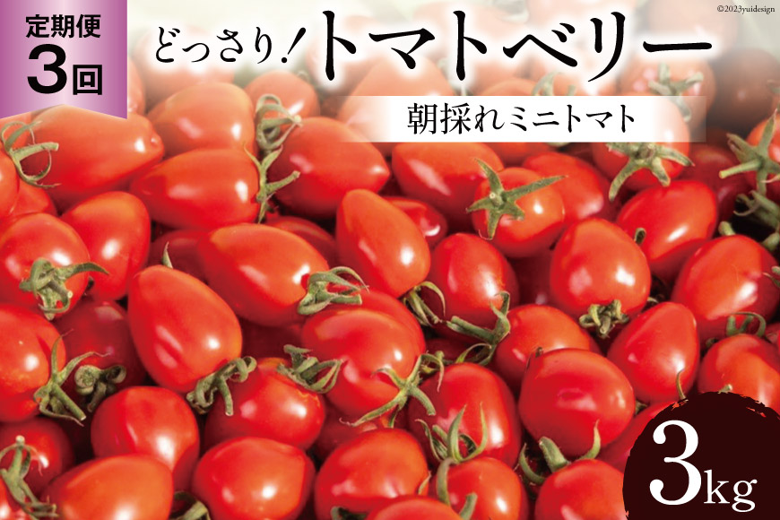 AG141朝採れミニトマト たっぷり！トマトベリー 3kg