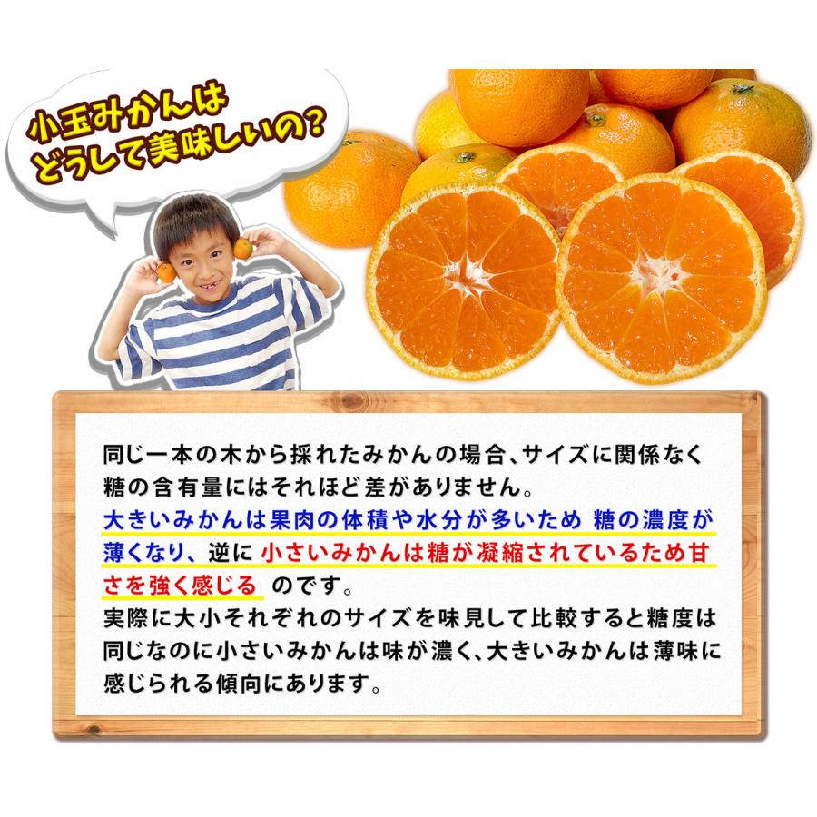 愛媛県産 小玉 みかん こまちゃん 10kg 家庭用 自宅用 訳あり 愛媛みかん 送料無料 プチ 小粒 箱買い 蜜柑 温州 早生 南柑20号 10キロ