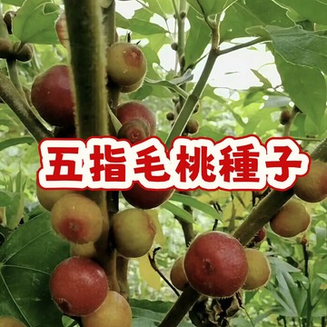 熱銷 【五指毛桃】當季新籽 發芽率高 營養豐富 陽台庭院盆栽 新手易種植#超優惠