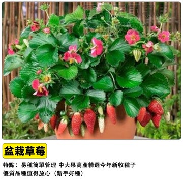 🍓台灣現貨 草莓種子 盆栽陽台種植 水果種子 四季開花結果 可食用 療癒盆栽 家庭農場 親子共種 好種易活