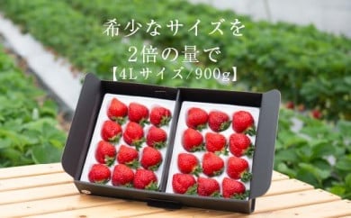 まるで宝石！希少な大粒サイズを2倍の量で！「完熟あまおう」4Lサイズ900g入り