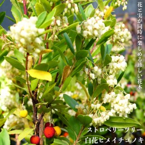 ヒメイチゴノキ（ストロベリーツリー）  ポット苗