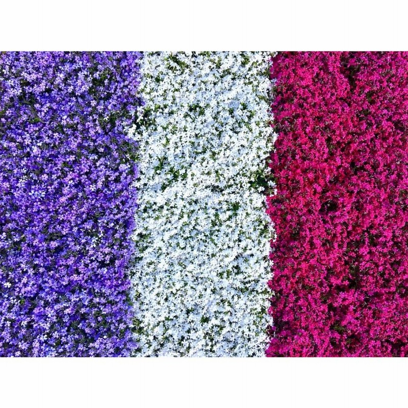 芝桜（シバザクラ）40株セット オーキントンブルーアイ 送料無料