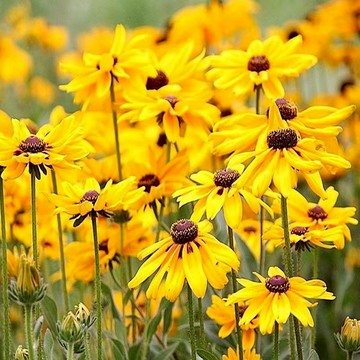 🌻【爆花機器 新手推薦】黑心菊種子 金光菊/黑眼蘇珊 四季開花不斷 耐熱耐旱超好種 庭院花海蜜源植物 陽台盆栽 台灣現貨