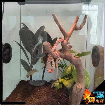 【台灣出貨】寵物用品 裝飾 爬蟲睫角樹蛙爬寵樹棲 造景雨林缸裝飾動物 攀爬天然原生態流木