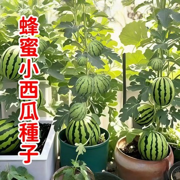 現貨現發 【蜂蜜小西瓜種子】蜂蜜小西瓜！皮薄多汁、甜如蜂蜜的鮮爽滋味！家庭號香甜小西瓜，產地直送，限量搶購！