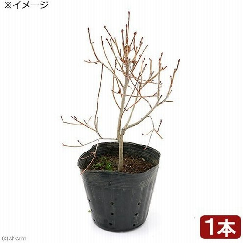 山野草 盆栽 ベニドウダンツツジ 紅灯台躑躅 １ポット 庭木 通販 Lineポイント最大0 5 Get Lineショッピング