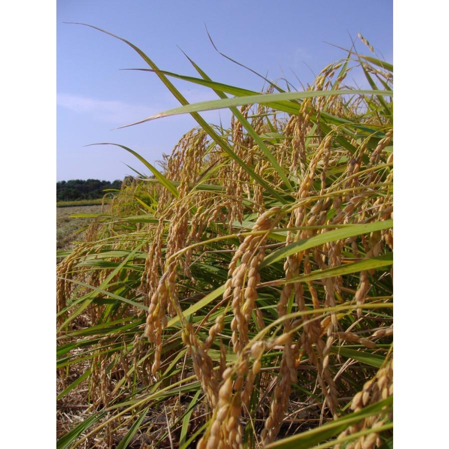 特別栽培米コシヒカリ（玄米）5Kg