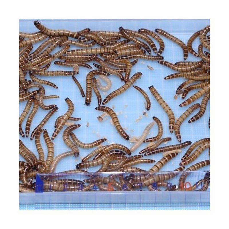 送料 ３５０ ポスト投函 ジャイアントミルワーム １０ｇ １２匹 トカゲの餌 ヤモリのエサ カエルの餌 ハリネズミ モモンガの餌 通販 Lineポイント最大0 5 Get Lineショッピング