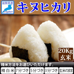 令和5年産 滋賀県産キヌヒカリ20Kg玄米(10Kg×2本)