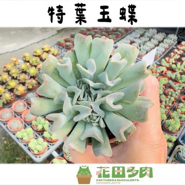 《花田多肉》🌵【特葉玉蝶】 3吋盆 多肉植物/仙人掌/戶外植物/景天科/多肉/盆栽