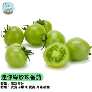 🍅【陽台豐收首選】🍅迷你綠珍珠番茄種子 綠色系水果小番茄 高糖度 皮薄爆汁 成熟轉黃綠 生吃沙拉必備 家庭盆栽
