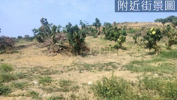 【專約】】老農要退休！小坪頂優質荔枝果園【一】｜高雄市大樹區龍目段