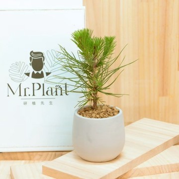 【拈花x研植】黑松｜3吋｜侘寂風格｜觀葉植物｜開幕賀禮｜新居落成｜淨化空氣｜空間美學｜寵物友善