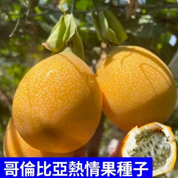 現貨哥倫比亞熱情果種子（150粒）純甜 原生百香果種子當年掛果水果種子 爬藤植物種植 水果種植 年年掛果 高產盆栽水果