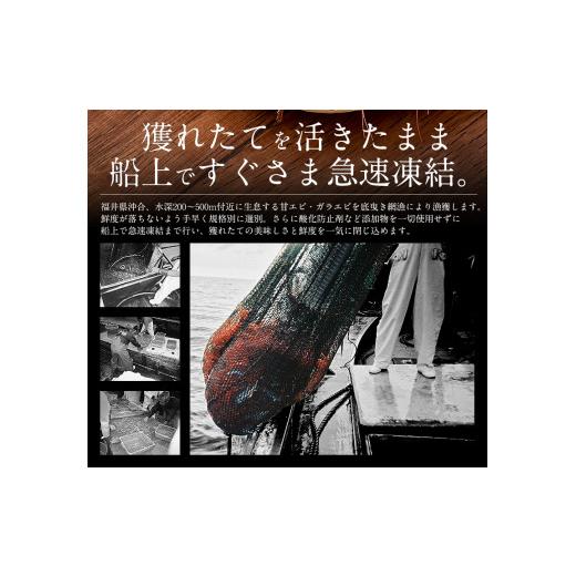 ふるさと納税 福井県 敦賀市 [053-a021] 福井県敦賀産 ガラ海老500g 約35尾入り 船上凍結 冷凍便 【塩荘 しおそう 敦賀 ガサエビ ガラエビ がさ…