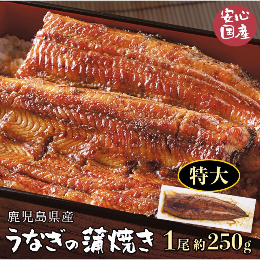 鹿児島県産 特大うなぎの蒲焼き 約250g うなぎ 国産 ギフト 蒲焼き 無添加 内祝い きざみ 誕生日 特大 ひつまぶし]