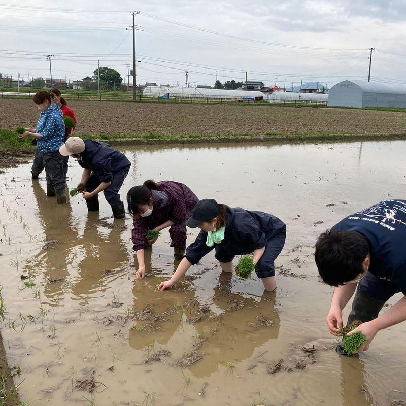 水菜土農園 新米玄米令和4年産 宮城県産 ひとめぼれ 15kg (5kg×3袋) 古代米お試し袋付き