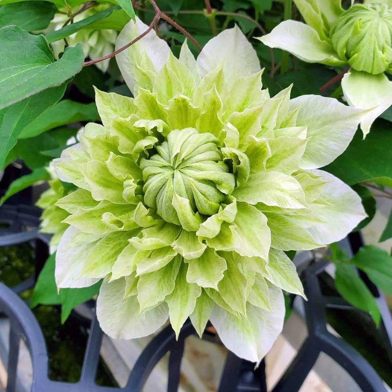 母の日 花 ギフト 鉢植え クレマチス 花園 通販 Lineポイント最大15 0 Get Lineショッピング