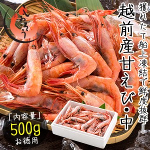 越前産 甘えび 甘エビ 子持ち中サイズ 500g（約40尾入り）刺身用 贈り物 ギフト グルメ プレゼント 冬グルメ 冬ギフト