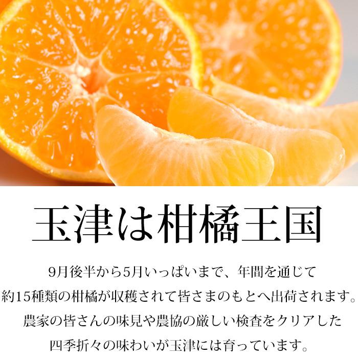 みかん 愛媛県産 玉津みかん 良品 約3kg M〜Lサイズ 24〜30個