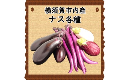 野菜セット 横須賀産 厳選 野菜 12種 詰め合わせ 大満足 セット