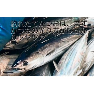 ふるさと納税 南国市 モチモチ食感!ビリかつお刺身250g×2節(刺身醤油・ニンニク付き)