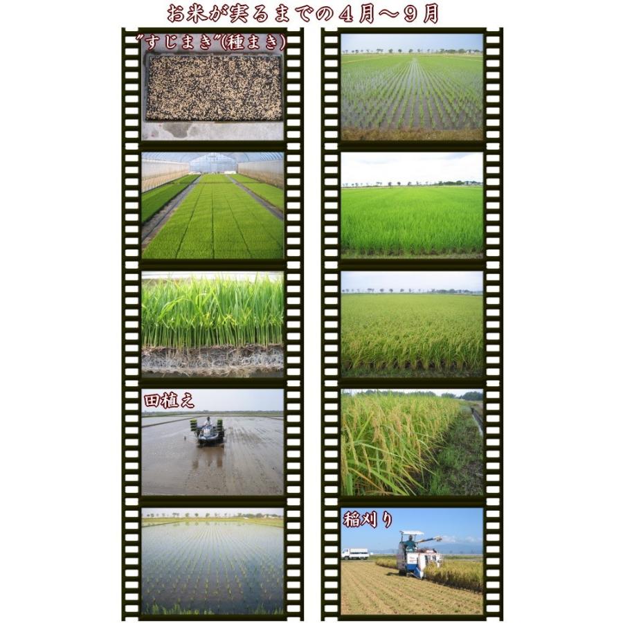 新潟産 ミルキークイーン 5キロ 白米 特別栽培米（農薬・化学肥料5割減） 疎植栽培 令和元年産