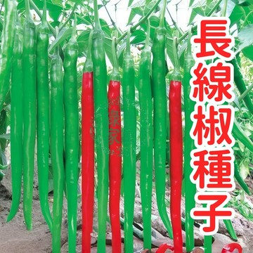 正宗長線椒種子 特長型辣椒 果實肥長 產量豐 辣度香氣足 家庭陽台庭院菜園 盆栽 蔬果栽培 農作 自種 食用 綠色種植