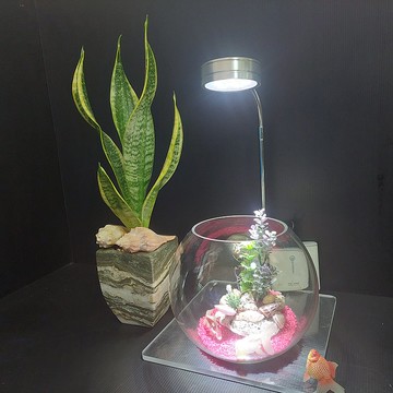 魚缸 珊瑚、水草 組合造景 AM-003-M-01  8吋