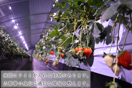 奈良県の高級イチゴ「古都華」1月-3月   国産 奈良県 果物 フルーツ イチゴ いちご 苺 期間限定 数量限定 先行予約 農福連携