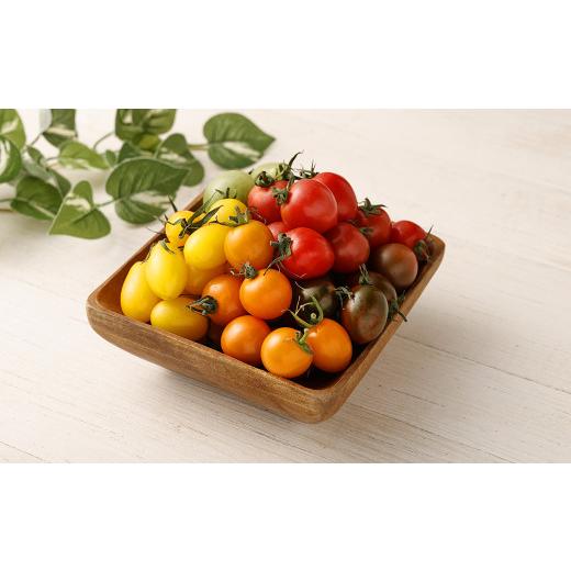 ふるさと納税 熊本県 カラフルミニトマト 1.5kg トマト ミニトマト