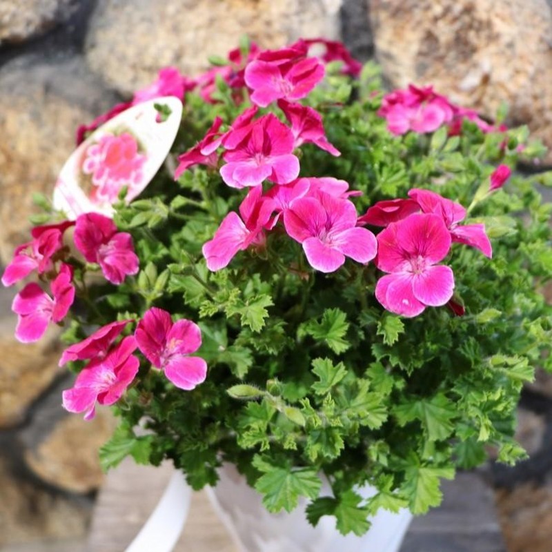 最高品質！ウルグアイ産⭐虹入！アメジストたまご小花付⭐RM 4 Amazon.co.jp: ウルグアイ産MN13 帝王アメジストクラスター