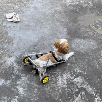 ?寵物輪椅狗輪椅殘疾狗后肢助力寵物推車貓狗通用輔助后腿支架