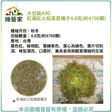 大包裝A90.紅福紅火焰萵苣種子4.8克(約4700顆)葉色紅 綠相配 葉緣紫色 葉心為綠色 葉片切刻深【綠藝家】