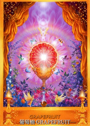 葡萄柚 GRAPEFRUIT【5*7吋美國進口正版作品】精靈天使精油神諭卡 - 精油天使系列畫