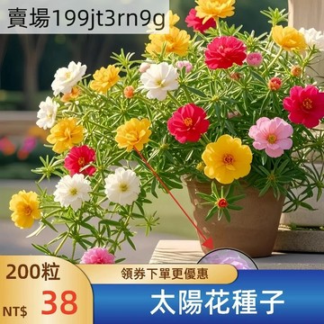 現貨【55款重辦太陽花種子】稀有品種鬆葉牡丹種子 灑下就能活花海種子七彩顏色混色室內外四季開花不斷花種子
