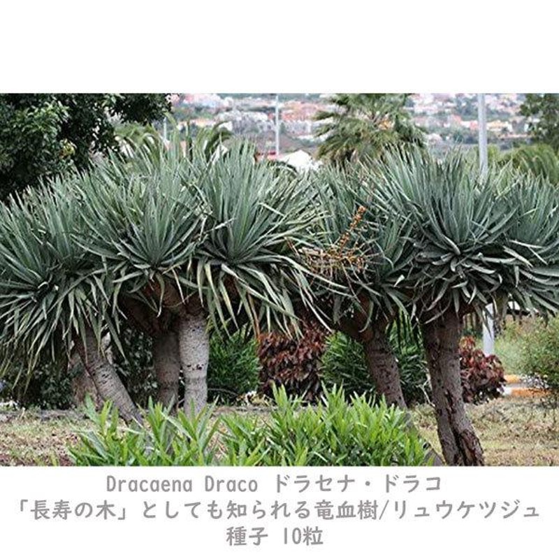 ドラセナドラコ　竜血樹 竜血樹ドラセナドラコは挿し木できるの？育て方や耐寒性について