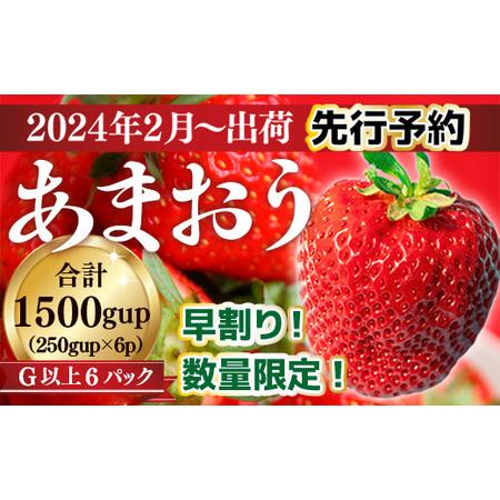 ふるさと納税 福岡県産 あまおうG以上 1500g 6パック 先行予約 2024年2月〜3月上旬にかけて順次発送予定　TY017 福岡県宇美町