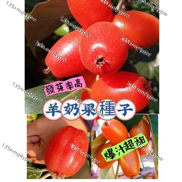 現貨🔥【羊奶果種子】（100粒）稀有品種羊奶果 易養活 羊奶果苗陽台盆栽 高產水果 牛奶果胡頹子德甜二號羊奶子果樹種子